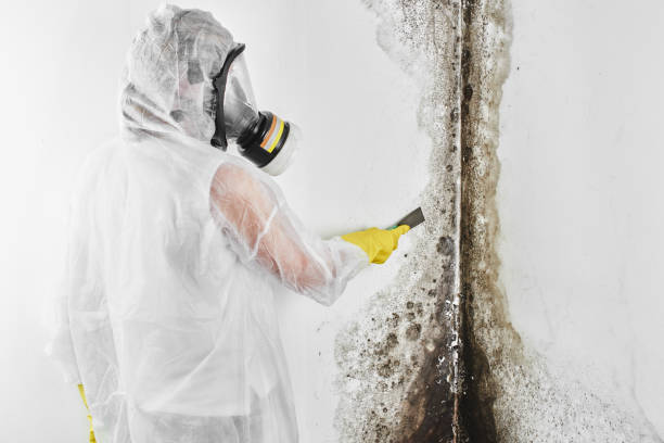 Best White Mold Remediation in Wheeling, WV