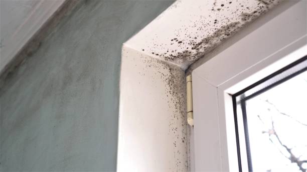 Best Industrial Mold Remediation in Wheeling, WV