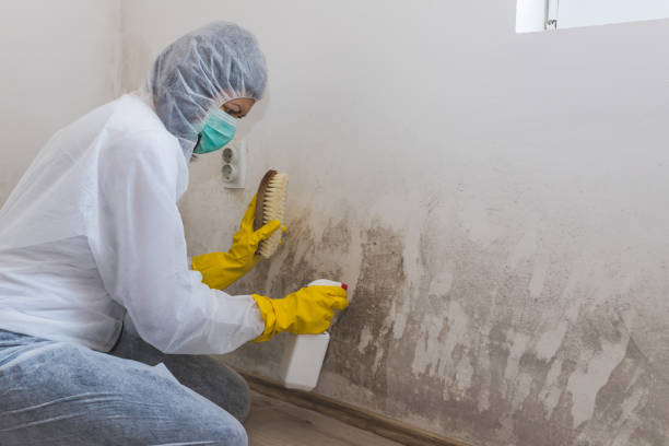 Best Mold Remediation for Specific Building Types in Wheeling, WV