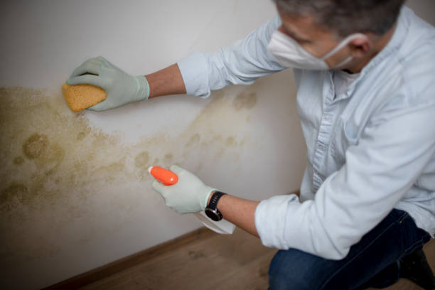 Best HVAC Mold Remediation in Wheeling, WV
