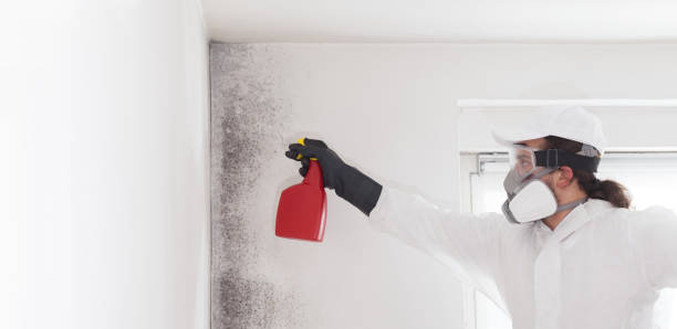 Best Crawl Space Mold Remediation in Wheeling, WV