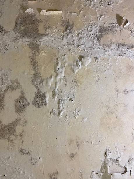 Best Preventive Mold Services in Wheeling, WV