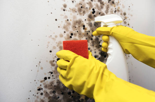 Best Residential Mold Remediation in Wheeling, WV