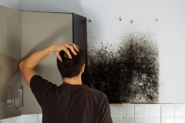 Best Black Mold Remediation in Wheeling, WV