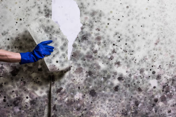 Best Basement Mold Remediation in Wheeling, WV
