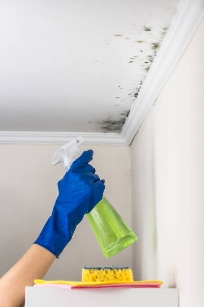  Wheeling, WV Mold Removal Pros